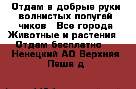 Отдам в добрые руки волнистых попугай.чиков - Все города Животные и растения » Отдам бесплатно   . Ненецкий АО,Верхняя Пеша д.